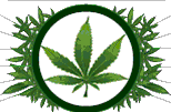 Marijuana Myths (4882 bytes)